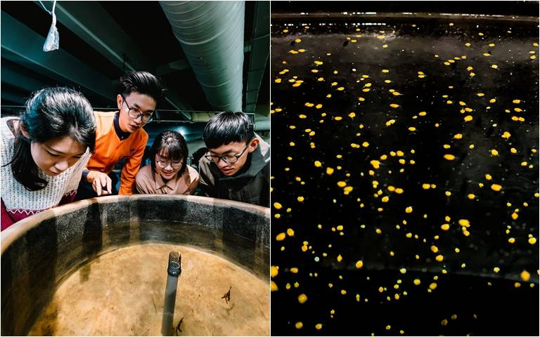 這些長得像星星的東西竟然是魚?來直擊海生館「燕魚」寶寶飼養後場!