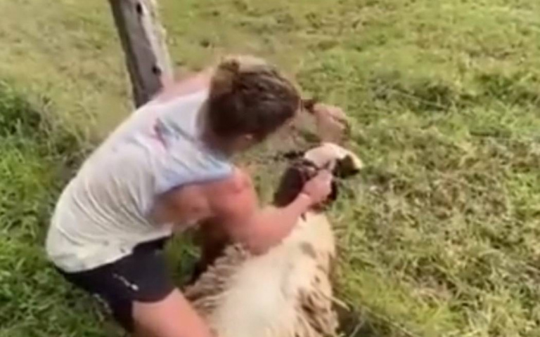 路過見羊頭卡柵欄好心男下車解圍　身分曝光震驚網友