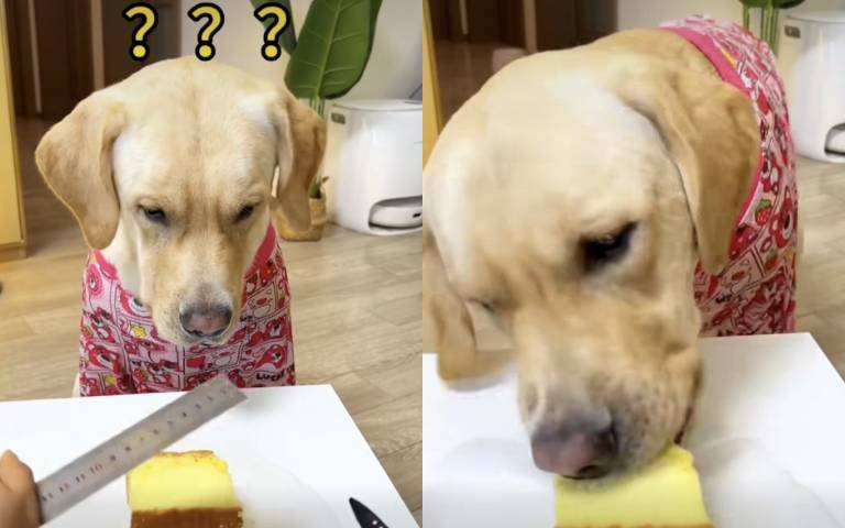 說好的平均分配呢？主人惡作劇拉拉超生氣　結局曝光網友笑翻