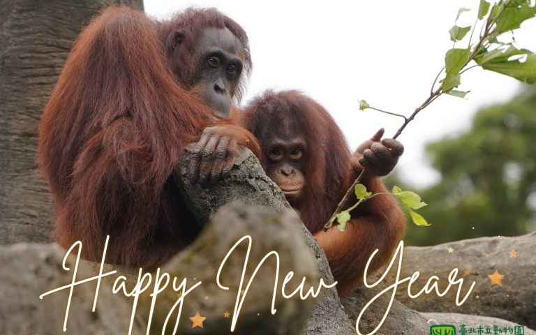 連期遛小孩最佳去處　臺北市動物園「提早開園」元旦來陪動物吃早餐