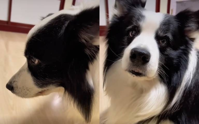 養邊牧最大樂趣！她無奈「猜狗犯了啥錯」　罰汪汪今晚沒飯吃