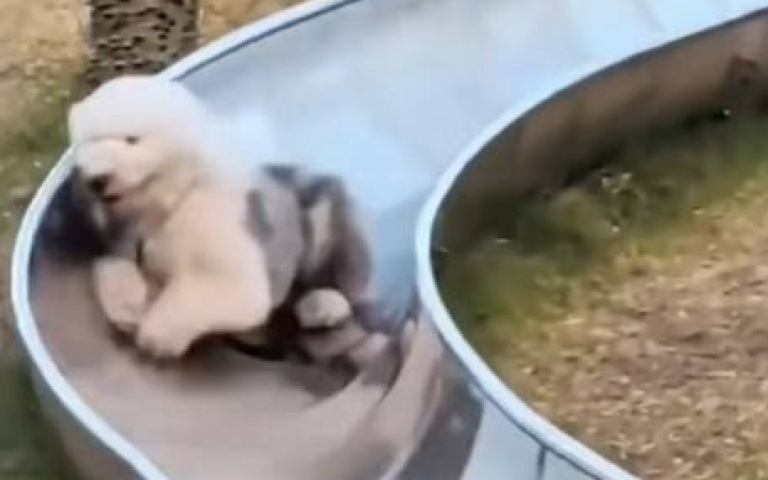 古代牧羊犬爽玩溜滑梯？　遭遇「九彎十八拐」東撞西碰惹人心疼