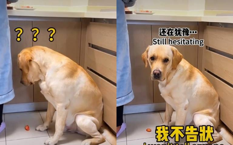 說好不告狀的！　叛徒主人下秒吹哨「狗狗氣死了」