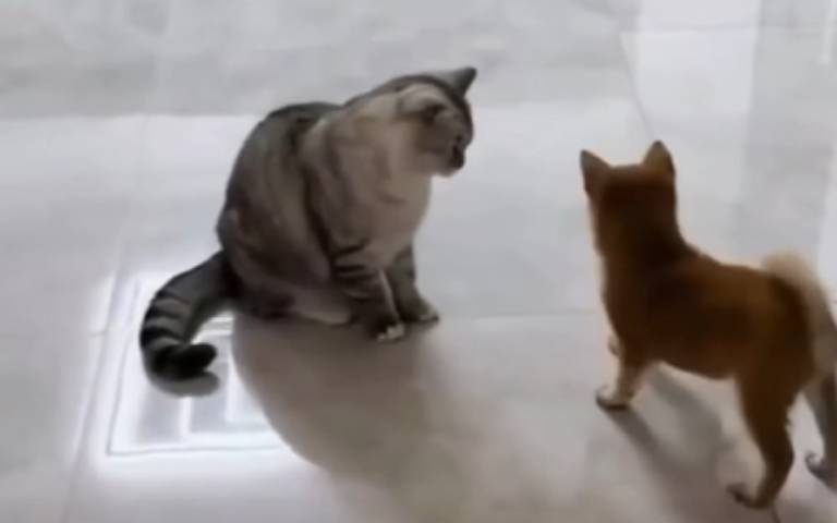 怎麼突然就打人了！　阿柴追球跑「貓咪追著你打」