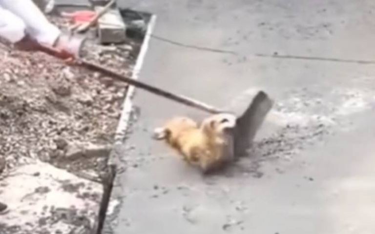 搗亂啊！工人在鋪水泥地　狗子「當泥巴玩」不斷亂入