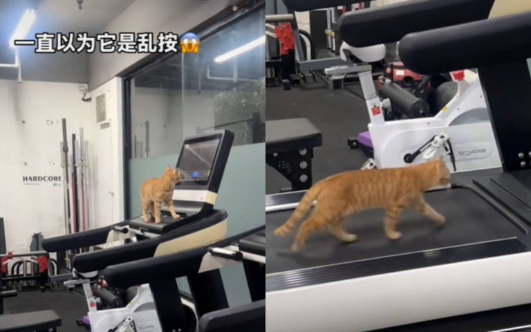 連貓都在運動了　你還有理由不減肥嗎？