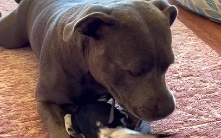 竟敢和比特犬搶玩具！　喜鵲下場「跌破眾人眼鏡」