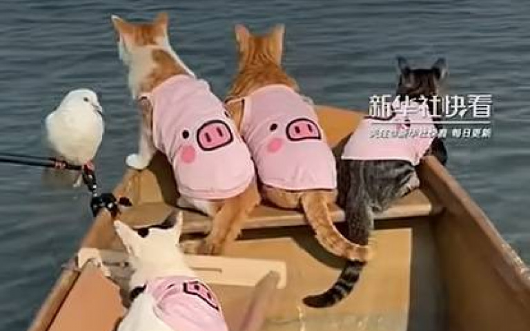 海賊貓出動！四喵每天跟班出海捕魚　天天吃新鮮小魚網友也羨慕