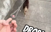 主人故意掉狗繩　澳牧生氣塞回去：再一次試試看