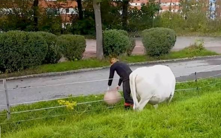 是大白牛還是大狗狗？　主人丟球牠嘶吼奔跑「撿回來」：我還要