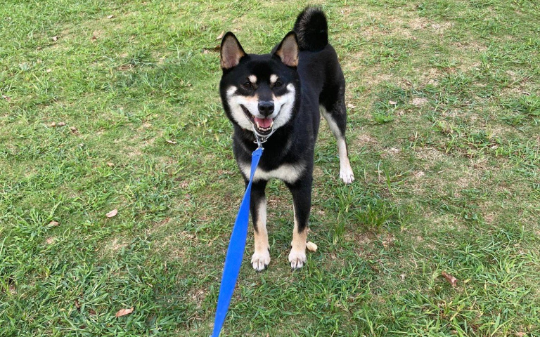 太划算了？花 700 日圓體驗到與「拒否柴」互動的魅力