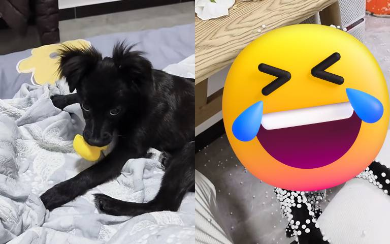 密集恐懼別看！小黑狗身上長珍珠？網說：「這狗不能要了！」