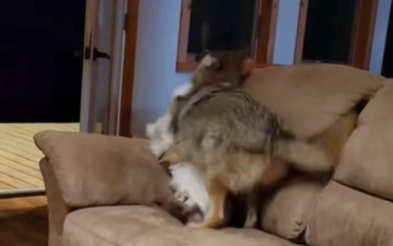 郊狼闖空門！貓、狗「互相飛撲」　在玩耍還是戰鬥？