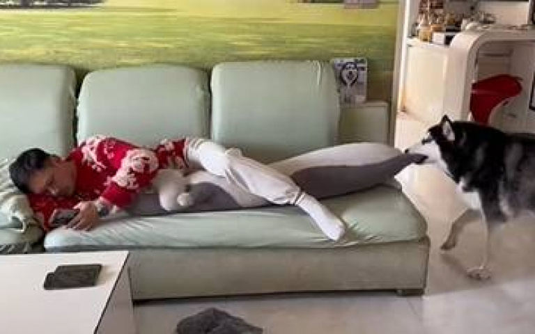 吃醋了！二哈生氣咬走布偶　得意篡位：爸爸是我的