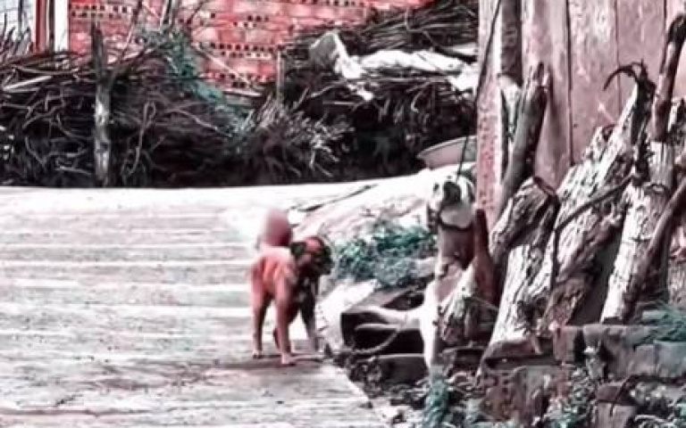 走啦我帶你散步！　大狗為小狗解開束縛「攜手開溜」