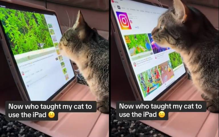 你是一隻3C貓！　奇招滑平板「還會點YT影片看」全網服了