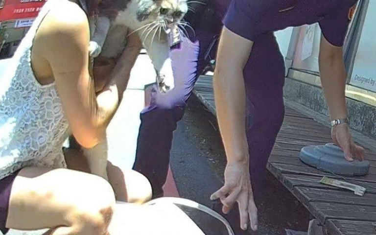 以為自己被拋棄!英短被關門外6小時怒離家 牠見主人找來臉超臭:太慢了