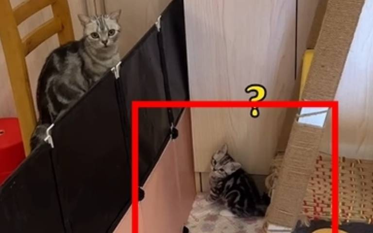 越獄能力超越《監獄風雲》裡的周潤發？　奶貓跳躍高牆主人都驚訝