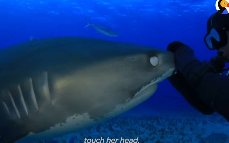 人類竟可以和鯊魚做朋友？　他倆一次巧遇便維持巧妙關係長達20年
