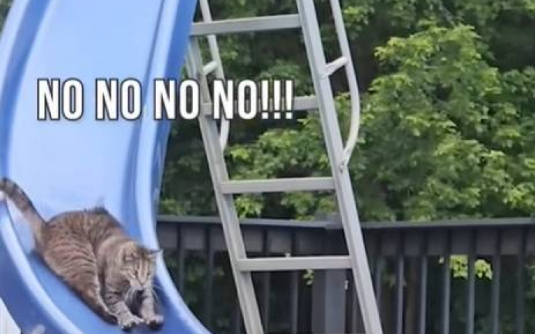 貓咪滑水道上耍懶…下秒出事！　回過神來已是全身濕