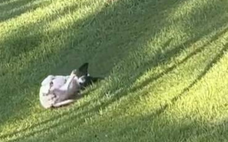 家裡沒有溜滑梯！狗狗滑草皮代替　網笑：牠在抓背吧