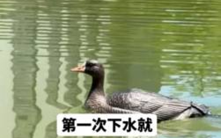 仿真鴨「加引擎」下水　真鴨凍未條四處逃竄
