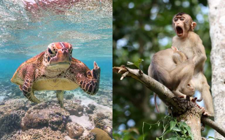 動物界諧星在這裡!搞笑動物攝影獎得獎名單,幽默到讓人笑不停