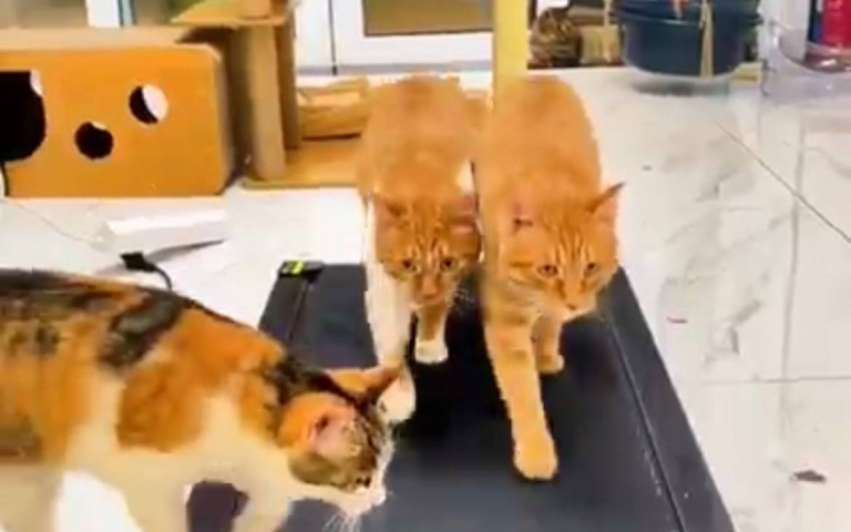 讓個位給我！花貓硬擠上跑步機　三貓默契運動