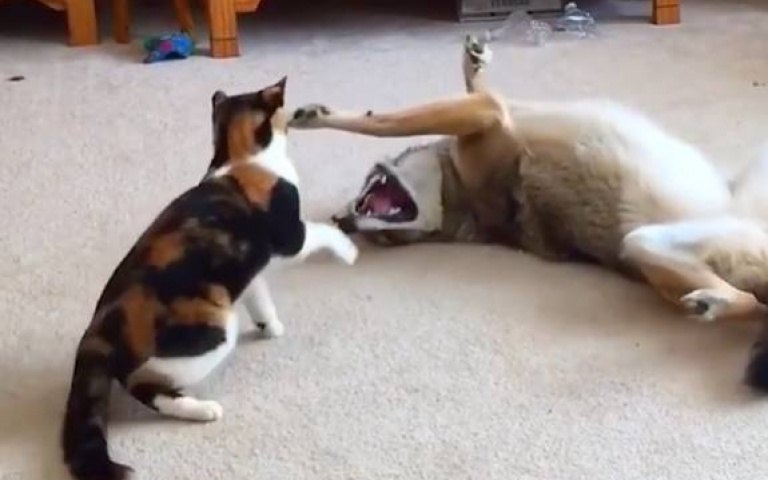 郊狼與貓打鬧展現超友誼？　網看影片搖頭：是食物吧