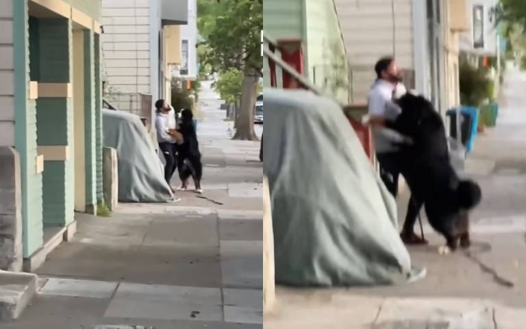 散步時突然愣住折返　瑞士國犬認出狗爸爸「開心湧上」！