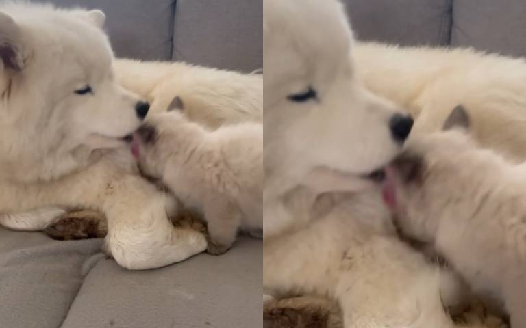 對著小貓狂舔！薩摩耶寵溺舔貓　頭頂濕透同伴還加入