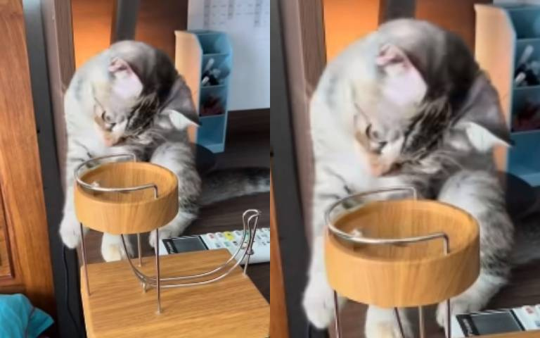 彈珠回彈小貓看傻眼！伸手狂撈屢受挫…網看完影片笑了