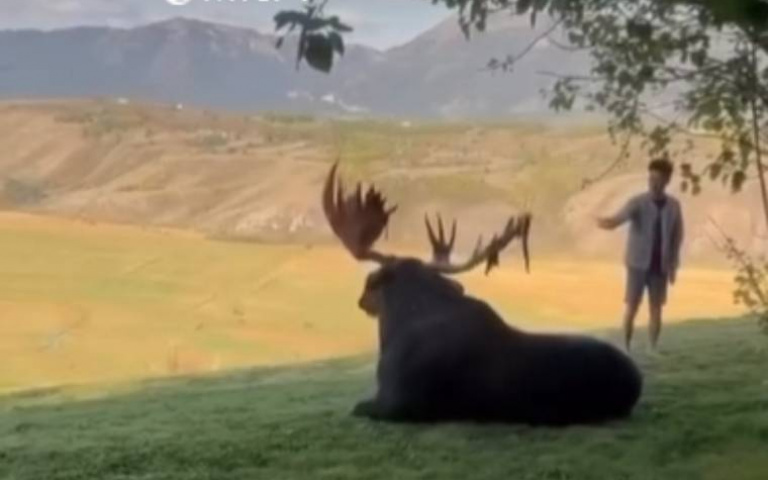 超巨駝鹿現身野外！　他想拍照卻被嚇到「秒變軟腳男」