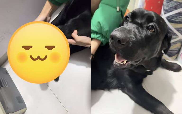 黑色拉不拉多犬穿上「這個」秒性感!網說:「這黑絲襪挺好看的!」