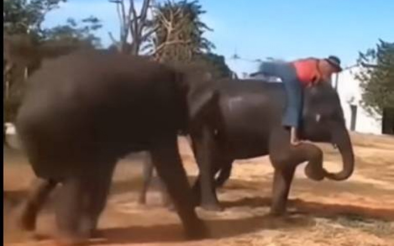 大象爭風吃醋畫面全直擊　飼養員上另一頭象「牠抓狂了」