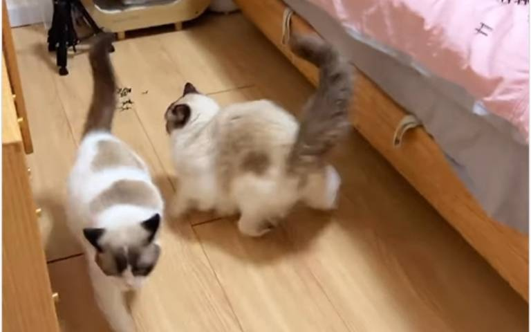 防止小貓咪在床上跑酷　主人一招反制卻被網友罵翻：虐待動物