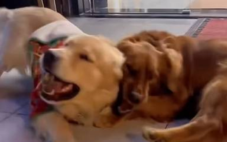 狗狗的世界裡也有禮尚往來！　牠獲贈禮物「決定掏出摯愛回送」