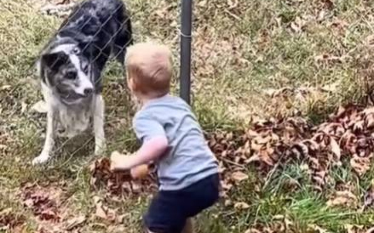 小男孩隔一層柵欄與狗狗玩球！　開心到「發出魔性笑聲」