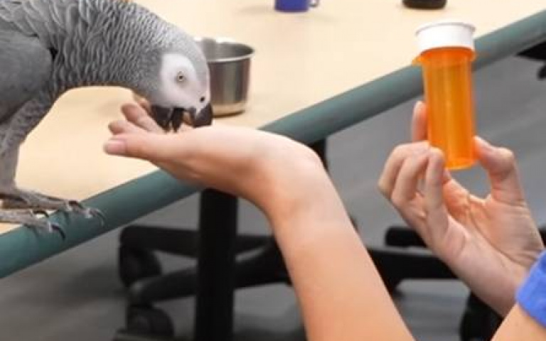 鸚鵡秀智商！完美答對主人8道題　為自己掙得滿滿零食