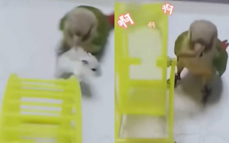 虐畜啊!倉鼠被強制上班 進無敵風火輪裡瘋狂旋轉