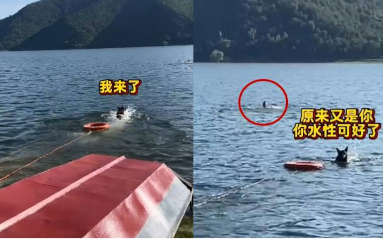 又是你!警犬水上搜救演習見「熟人」 竟掉頭就走連救生圈都沒留