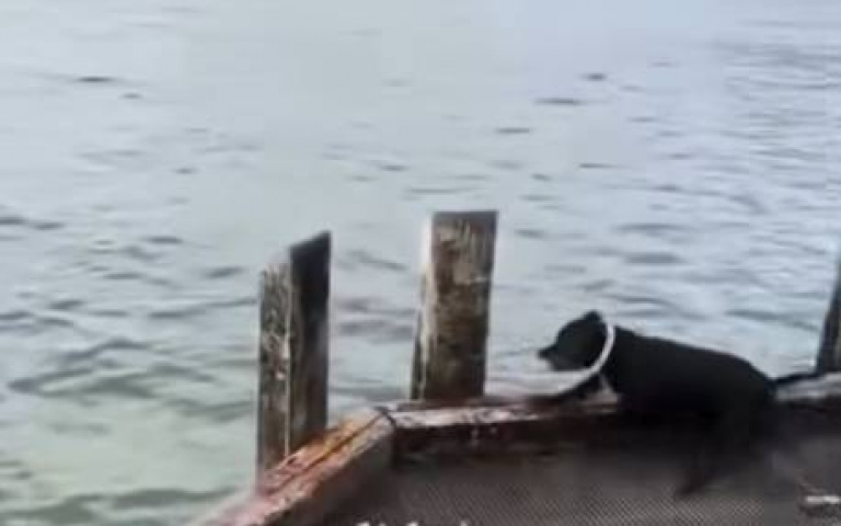 黑狗兄不畏海水捨身救同袍　網友全被感動…悟出人生大道理