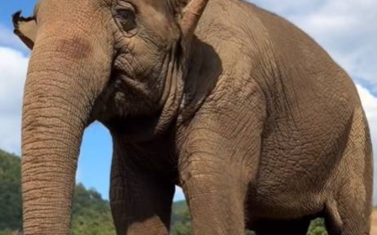 在充滿愛的環境長大！　大象貼心替人類遮陽畫面曝光