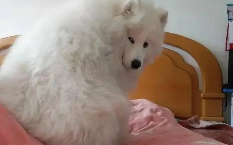 微笑天使變審判長！「媽的男友」留宿首夜　遭「薩摩不耶」地獄直視一整夜