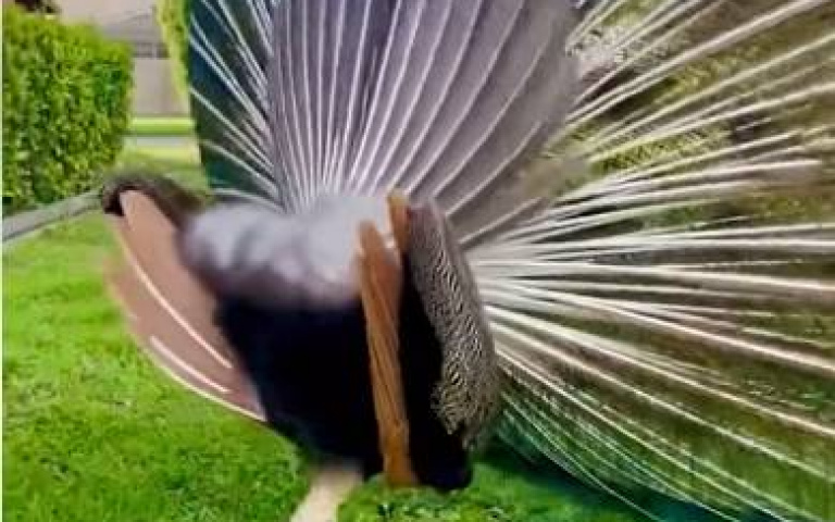 孔雀開屏美如畫　但你看過背面嗎？