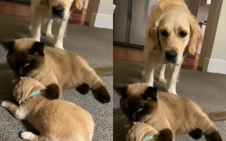 到底是誰生的？　小拉拉突尖叫…安撫牠的竟然是貓