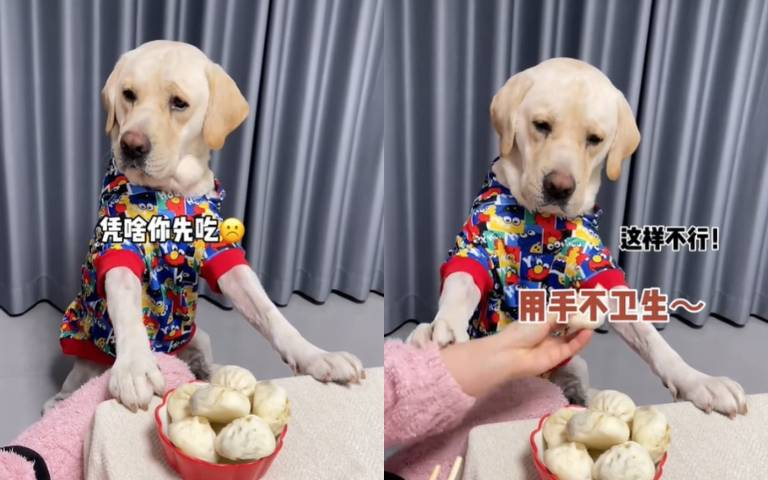 狗吃肉包子！　主人親手餵還不要…用筷子夾才衛生