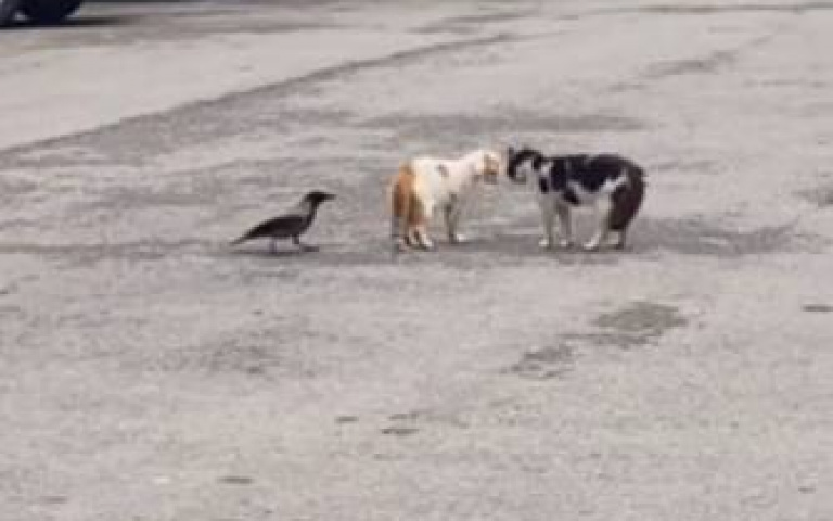 到底誰打誰，已經都搞不清楚了！　雙貓混戰、喜鵲、狗也加入戰局