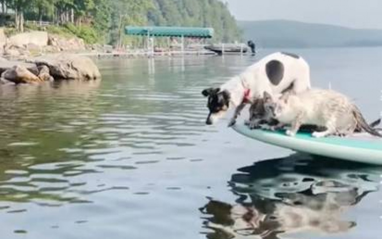 三隻萌寵玩SUP!狗跳水「一喵跟上撲通下」 牠猶疑:我該怎麼做?