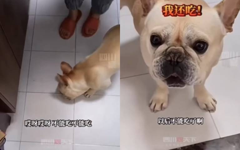 法鬥不肯吃藥? 主人把氣氛烘托到位「成功餵」